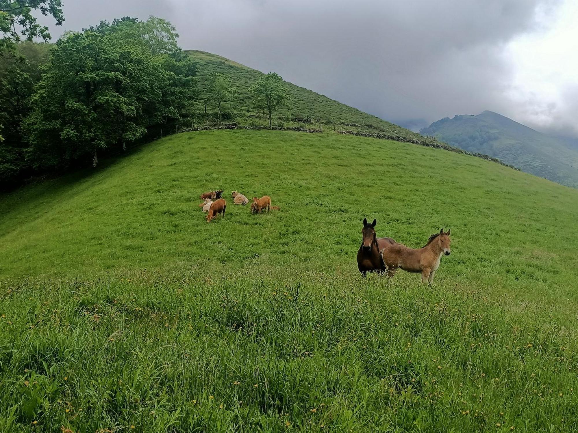La Mirador De Valles Pasiegos Hébergement de vacances *